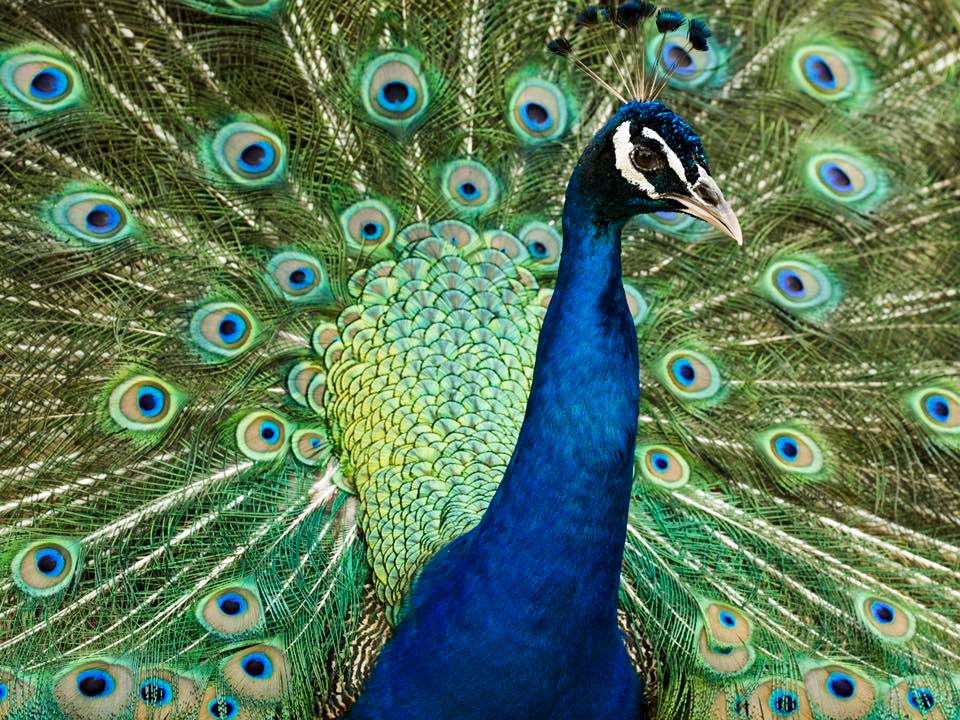 Peacock - Animal World and Snake Farm