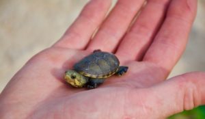 baby turtle