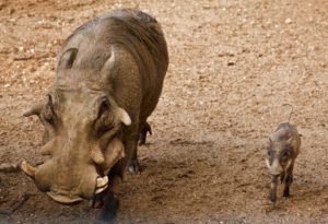 warthog baby