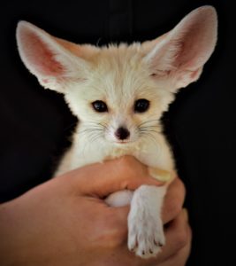 baby fennec fox