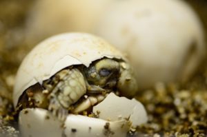 baby sulcata