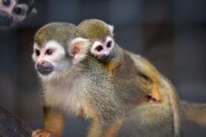 squirrel monkey baby