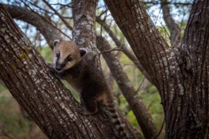 coati coatimundi baby