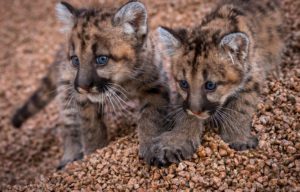 cougar mountain lion baby