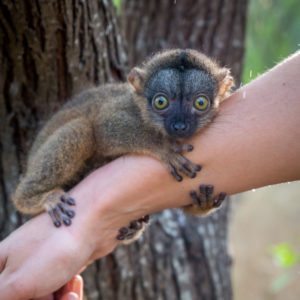 baby brown lemur