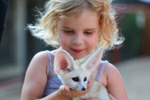 A young girl petting a fennec fox.