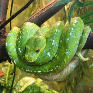 Photo of a green tree python one of the very colorful snakes