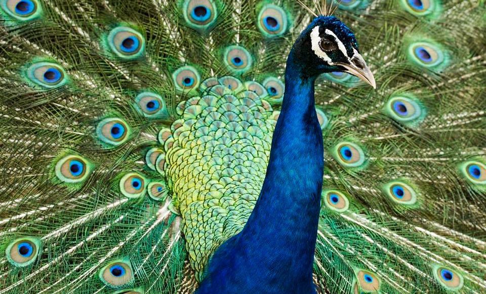 Peacock