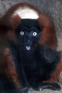 A red ruffed lemur sticking his tongue out