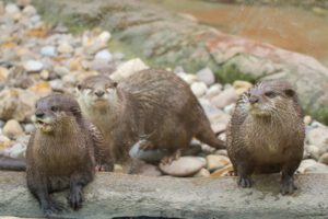 Group of Otters Playing at Animal World and Snake Farm Zoo