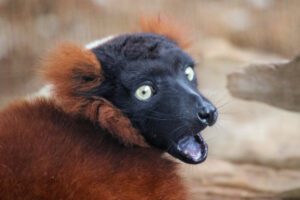 A red ruffed lemur looking happily into the camera