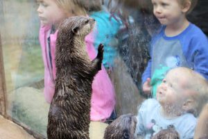 A photo taken during one of our Otterly Awesome shows.