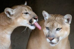 Angel the mountain lion teasing her sister Sarah.