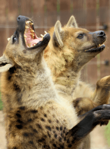 Sniffs and Songa, our hilarious spotted hyena brothers.