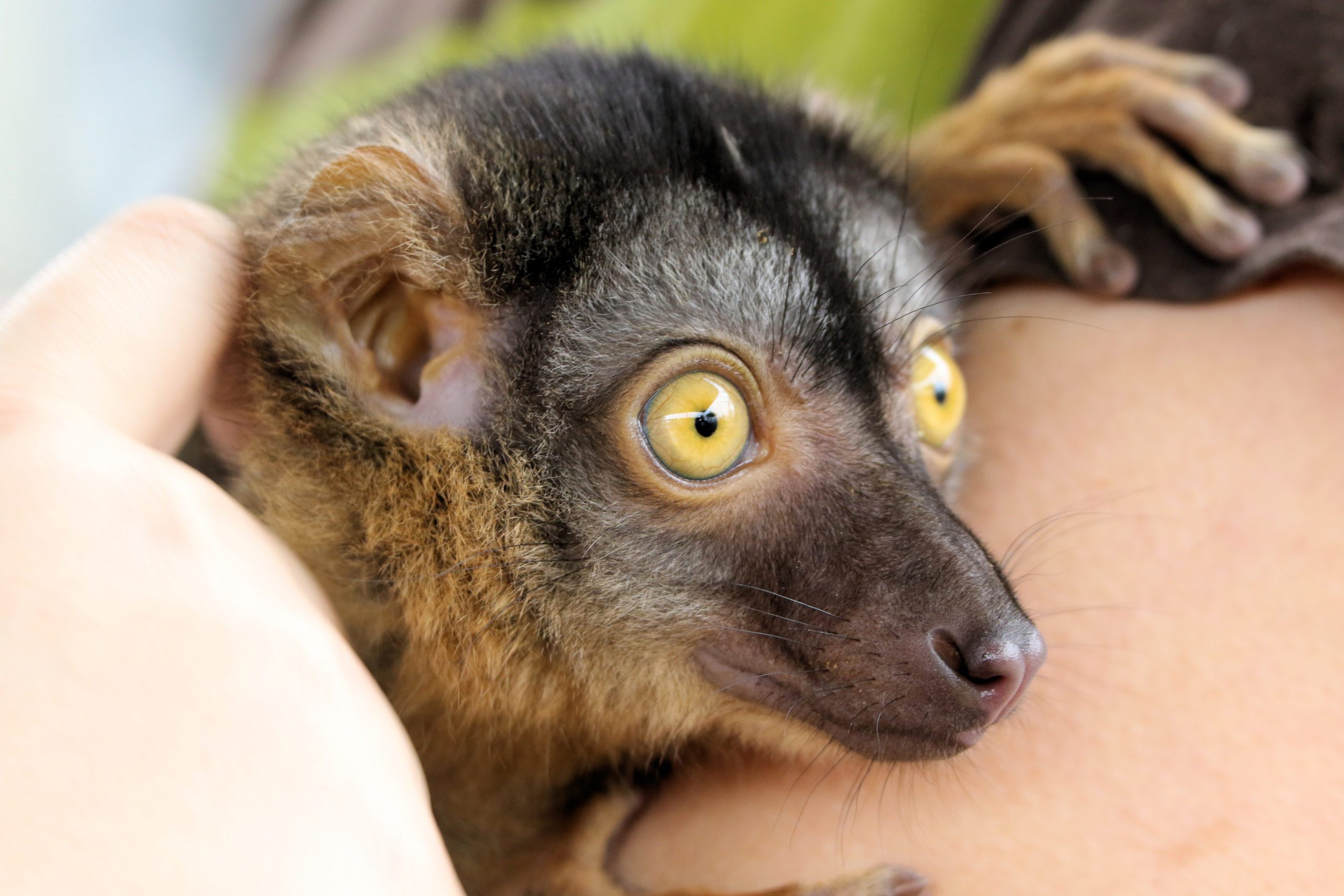 Common Brown Lemur - Zoo & Snake Farm New Braunfels Common Brown Lemur - Zoo & Snake Farm New Braunfels