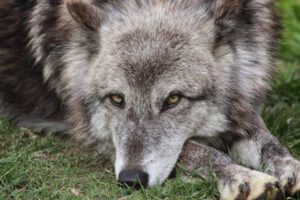 A close-up shot of a grey wolf staring into the camera