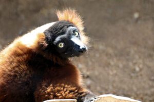 Our red ruffed lemur strikes a pose! Visit our red ruffed lemur during spring break in San Antonio. Have an animal encounter with them!