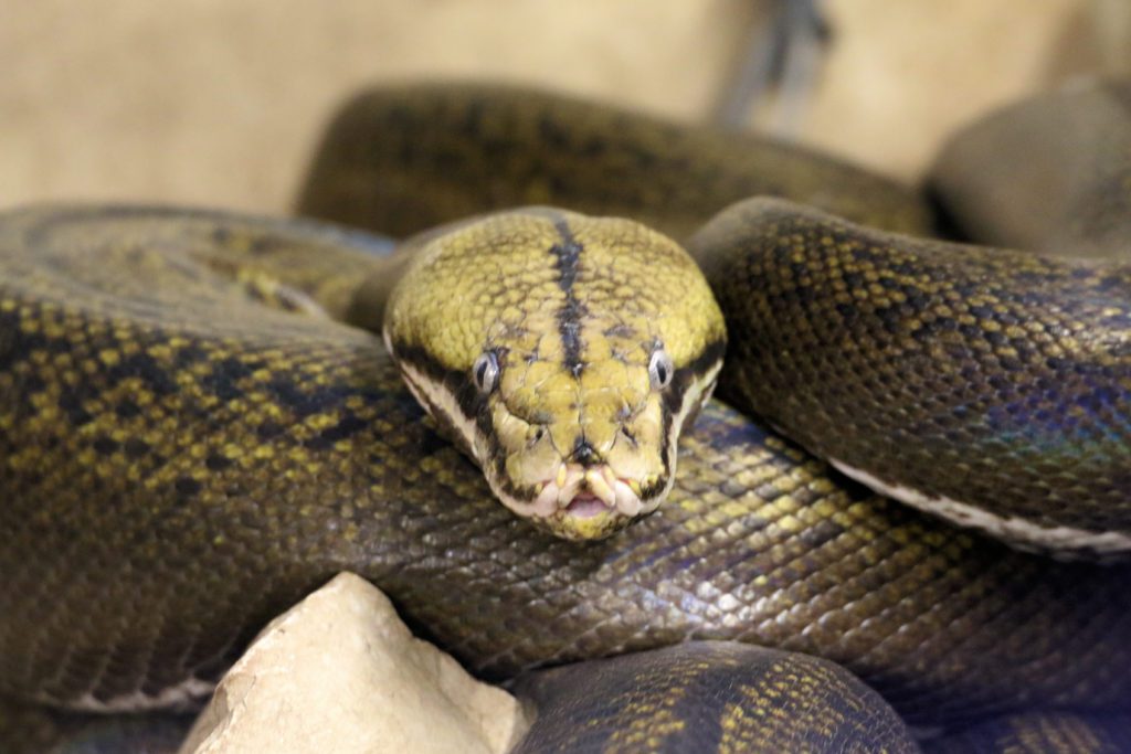 March's Featured Animal: the Reticulated Python