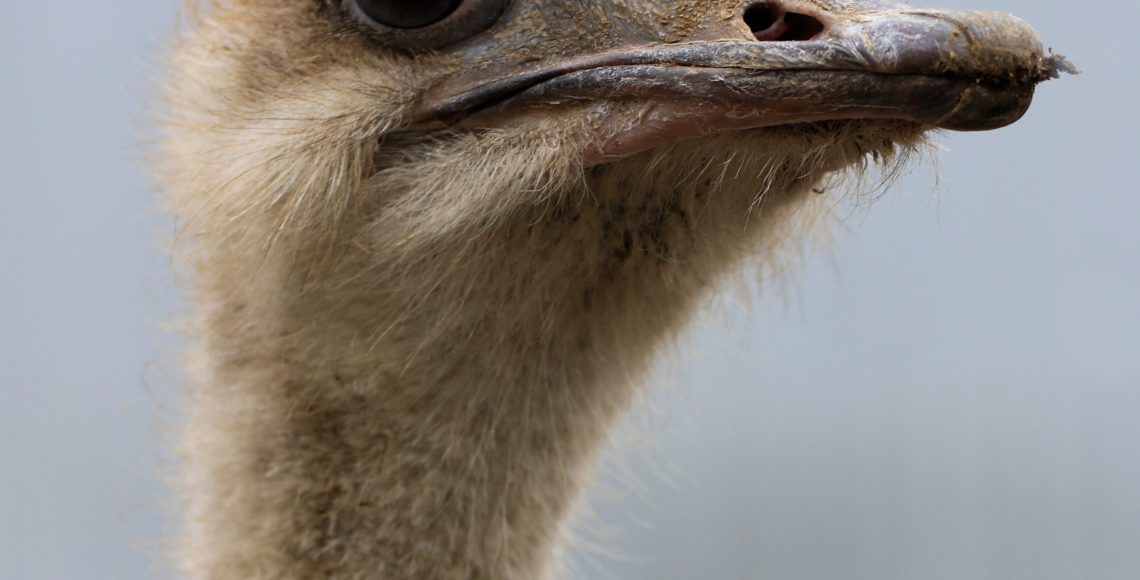 Ostrich Animal World and Snake Farm Zoo