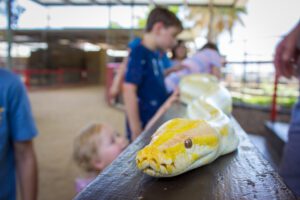 Two children interacting with one of the Zoo's Burmese pythons