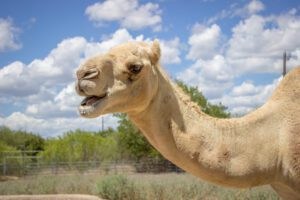 Klaus the dromedary camel smiling at the camera.