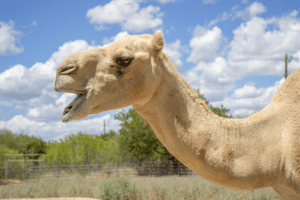 A dromedary camel looking to the left.