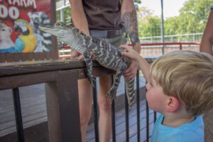 A boy petting Ally our American alligator during an interactive animal show.