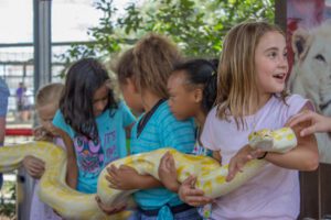 A group of children holding one of our huge albino Burmese pythons.