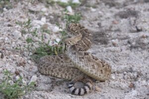 rattlesnake in Texas 