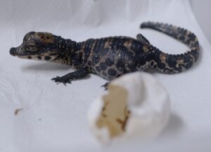 A baby dwarf crocodile that hatched at the Zoo over the summer.