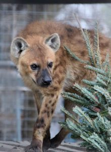 Spotted Hyena Christmas Tree Enrichment Animal World and Snake Farm Zoo