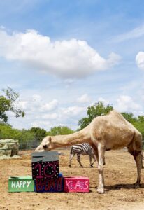 Klaus the dromedary camel celebrating his 10th birthday.