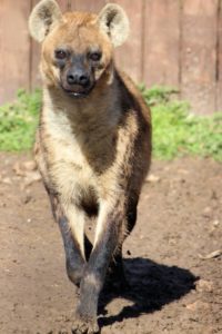 hyena running animal world and snake farm zoo