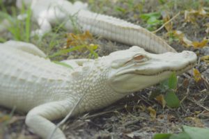 Two albino alligators out in nature. They show the unique color of the albino alligator and lead to a discussion on albino alligator animal facts. 