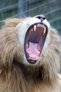 A lion roars majestically, or yawns