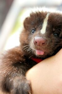 A sleepy skunk looking directly at the camera