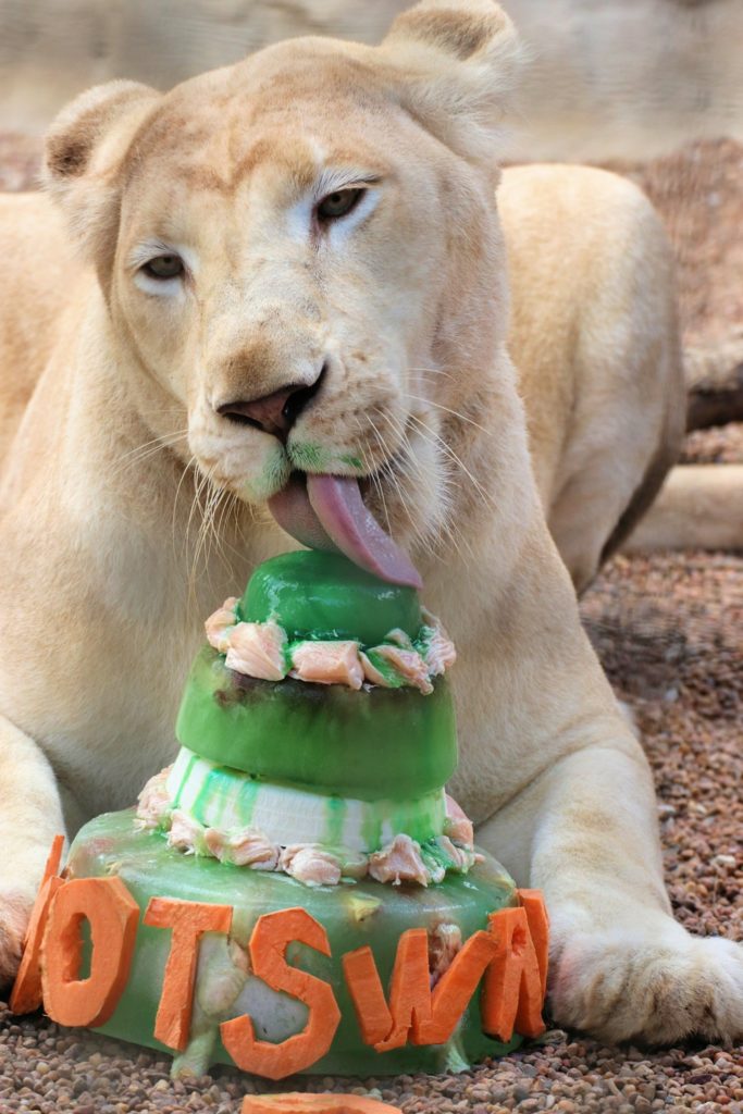 White lion with ice cake at Animal World and Snake Farm Zoo cooling off.