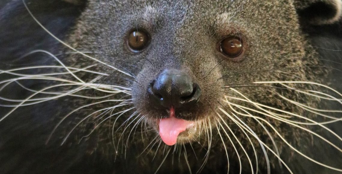 Binturong - Animal World and Snake Farm