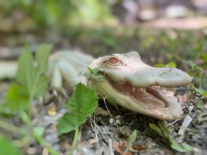 Albino alligator animal in nature looking at the camera showing its teeth and mouth.