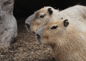 Pet a cute capybara! Our two capybara hang out in a professionally built and maintained enclosure