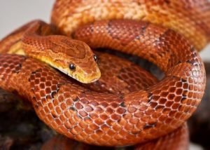 A photo of a corn snake.