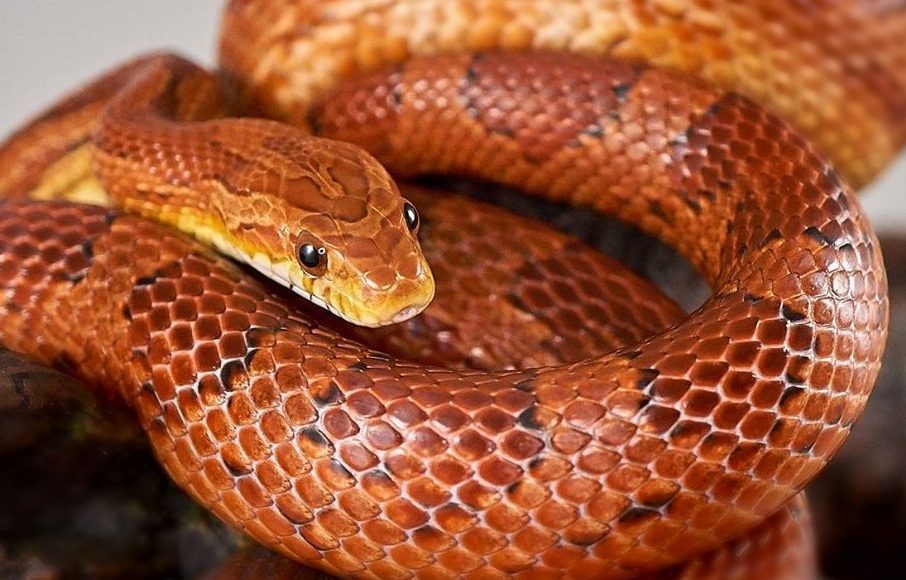 A photo of a corn snake.