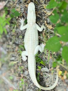 Full body of Animal World and Snake Farm's albino alligator laying outside.