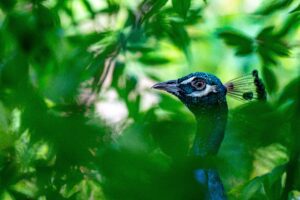 A peacock peaking through the foliage.