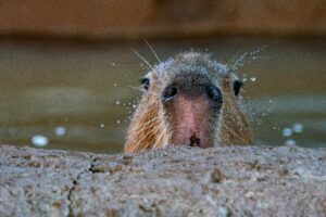 A capybara coming up for air while swimming.