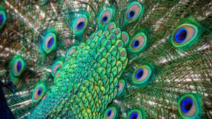 A close-up shot of a peacock's tail feathers.