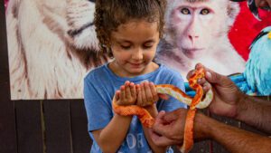 A young girl holding a corn snake during a private animal encounter.