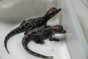 Baby dwarf crocodiles that the Zoo welcomed back in August.