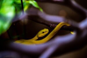 Photo of a Sunda island pit viper a very colorful snakes