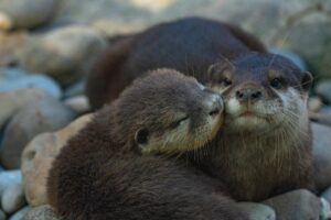 A picture of an Asian small clawed otter giving their pal a peck on the cheek